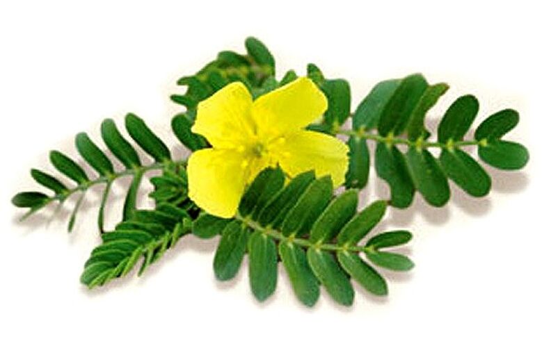 Gluconol contém Tribulus terrestris